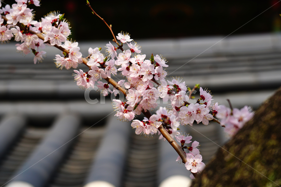 살구나무꽃,봄꽃,한국자연,꽃,꽃사진,플라워,flower,봄,spring,식물,plants,자연,nature,풍경,landscape,계절,season,snap,스냅,접사,macro,closeup,클로즈업,감성사진,감성,힐링,healing,느낌,feel,feeling,꽃밭,화단,나무,나뭇가지,tree,꽃봉오리,4월,April,살구나무,한옥,기와,봄,계절,spring,season,식물,자연,plants,nature,꽃,flower,plant,blossom
