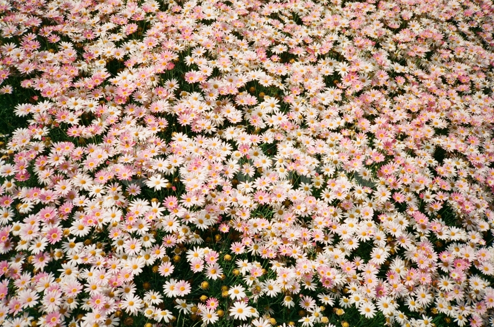 꽃,필름사진,감성,분홍,자연,식물,자연,plants,nature,꽃,flower,감성,sensible,feeling