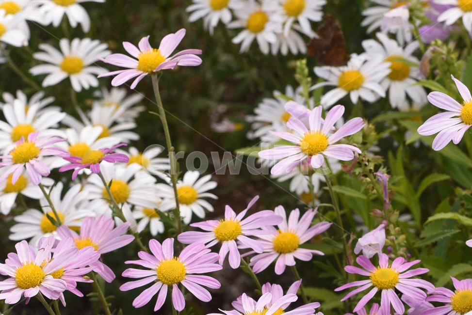 식물,데이지,꽃,flower,blossom,daisies,daisy,가을,계절,fall,autumn,season,식물,자연,plants,nature,꽃,flower,plant