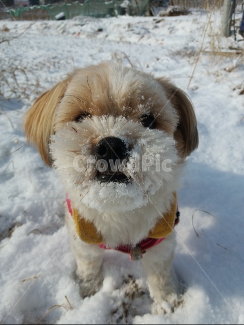 강아지,개,겨울,눈,얼굴,산책,길,정면,겨울,계절,winter,season,동물,animal,포유류,mammal,개,강아지,dog,doggy