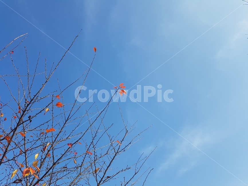 하늘,구름,감성,가을하늘,자연,나무,trees,wood