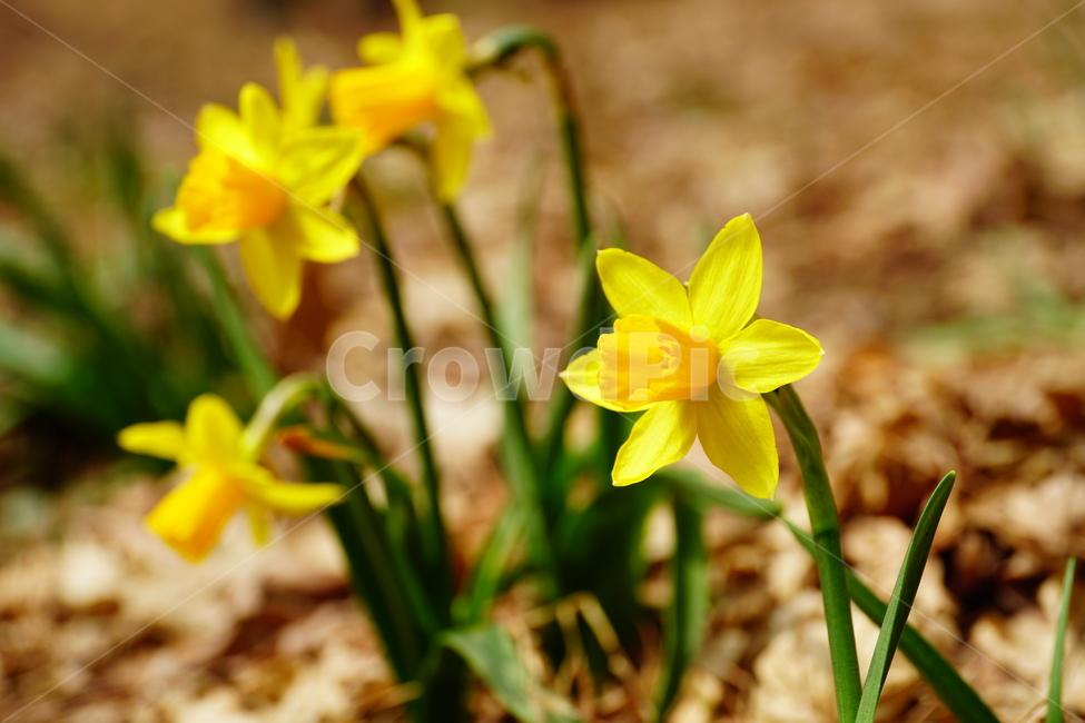 수선화,한국자연,꽃,꽃사진,플라워,flower,봄,봄꽃,spring,식물,plants,자연,nature,풍경,landscape,계절,season,snap,스냅,접사,macro,closeup,클로즈업,감성사진,감성,힐링,healing,느낌,feel,feeling,꽃밭,화단,나무,나뭇가지,tree,꽃봉오리,4월,April,봄,계절,spring,season,식물,자연,plants,nature,꽃,flower,plant,blossom,daffodil