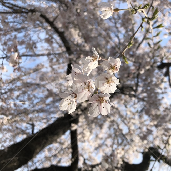 벚꽃,근접,봄,맑음,꽃,만개,봄,계절,spring,season,식물,자연,plants,nature,꽃,flower,plant,blossom