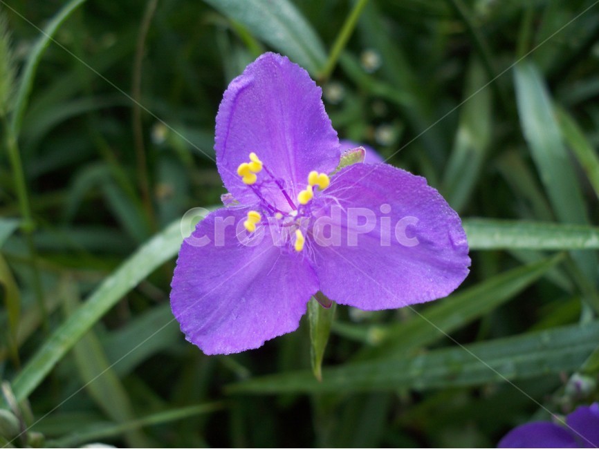 꽃,야생화,flower,식물,달개비,식물,자연,plants,nature,꽃,flower
