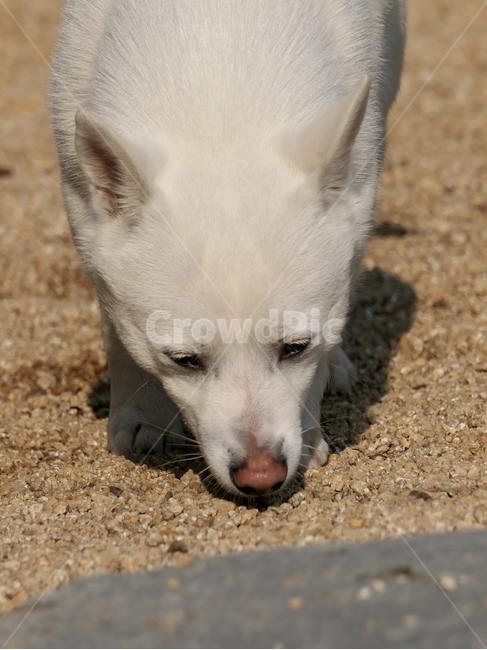 강아지,댕댕이,흰강아지,아기강아지,어린강아지,작은강아지,흰둥이,흰댕댕이,앞모습,정원,가든,garden,gardenanddog,dog,puppy,whichdog,littledog,youngdog,pet,housegarden,마사,돌,동물,animal,동물,animal,포유류,mammal,개,강아지,dog,doggy