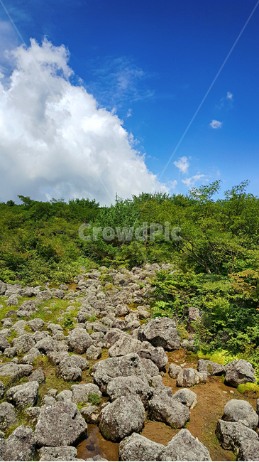 제주,한라산,1100고지,한라산1100고지,산,제주도,자연,nature,outdoors,옥외,자연,풍경,nature,landscape