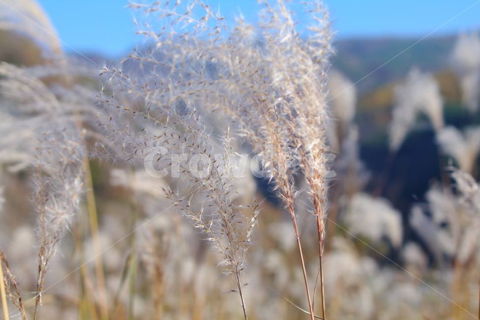 가을,가을풍경,초겨울,풍경,grass,plant,식물,lawn,잔디,갈대,reed