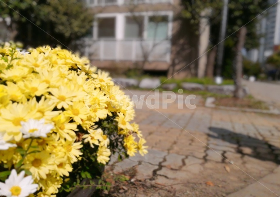 plant,식물,꽃,flower,화분,꽃,flower