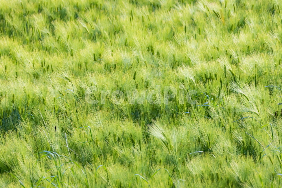 청보리,청보리밭,보리,풍경,landscape,고창청보리밭,봄
