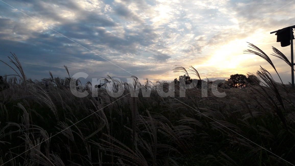 하늘공원,억새풀,석양,파란하늘,구름,가을,계절,fall,autumn,season,자연,풍경,nature,landscape,한국자연풍경,한국자연경관,korea nature landscape,plant,식물,grass,잔디,lawn,reed,갈대