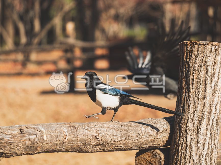 bird, 새, 까치, magpie, animal, 사진,이미지,일러스트,캘리그라피 - swpic작가