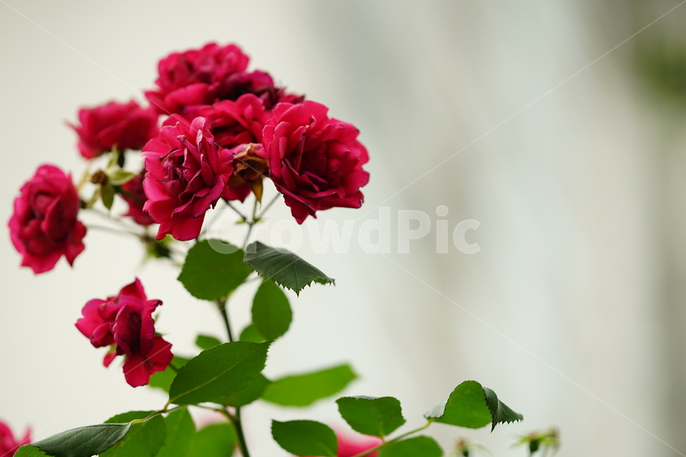 장미,로즈,꽃,레드,빨강,색감,rose,flower,자연,감성,감성사진,접사,미,아름다움,식물,플라워,꽃사진,식물,자연,plants,nature,꽃,flower