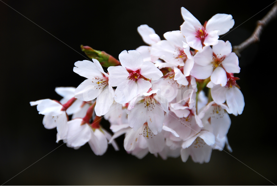 일본,벚꽃,봄,닛코,사쿠라,클로즈업,봄,계절,spring,season,식물,자연,plants,nature,꽃,flower,plant,blossom
