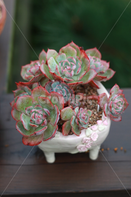 아미스타,예쁜식물사진,다육,다육식물,식물사진,실내용화초,화분,화초,house plant