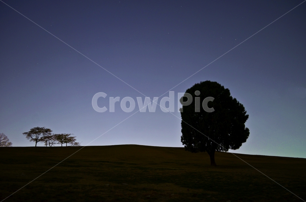 나홀로나무,나무,야경,잔디,넓은,자연,풍경,nature,landscape,야경,밤,nightscape,night,식물,plants,나무,trees,wood,실루엣,그림자,silhouette,shadow,tree,plant