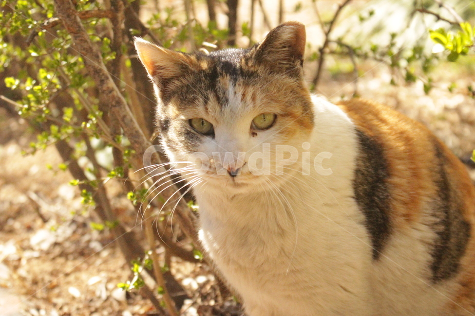 cat,고양이,포유류,animal,동물,삼색고양이,길고양이,도둑고양이,풀,자연,동물,animal,포유류,mammal,고양이,cat,kitten,kitty