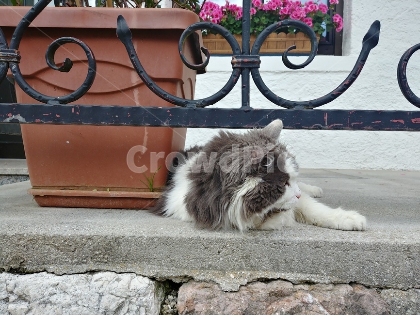 고양이,길냥이,귀여운,누워있는,얼룩,동물,animal,포유류,mammal,고양이,cat,kitten,kitty