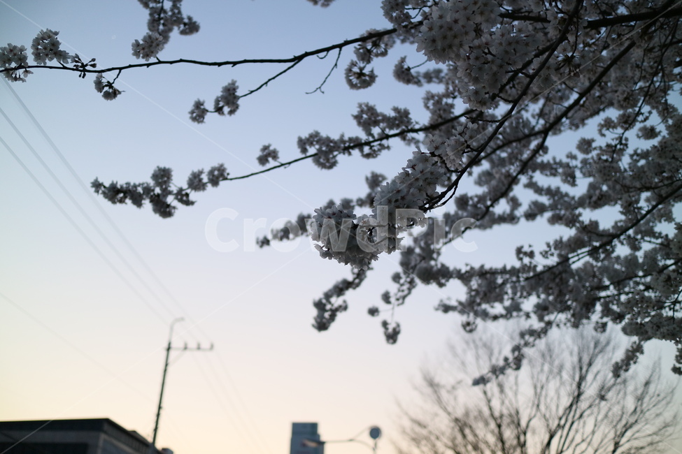 벚꽃,꽃,봄,하늘,나무,노을