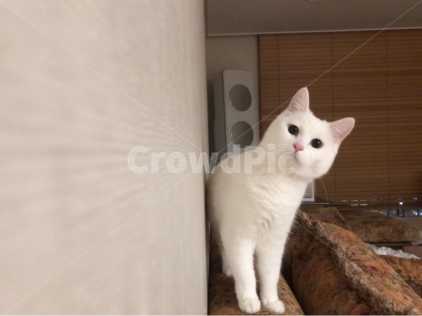 Cute cat,margin,Eyes moving wide,Persian,blankspace,Persiancat,White space,cutecat,house cat,white cat,cat,daily,puzzled,pinknose,animal,Tilt,pink nose,whitecat