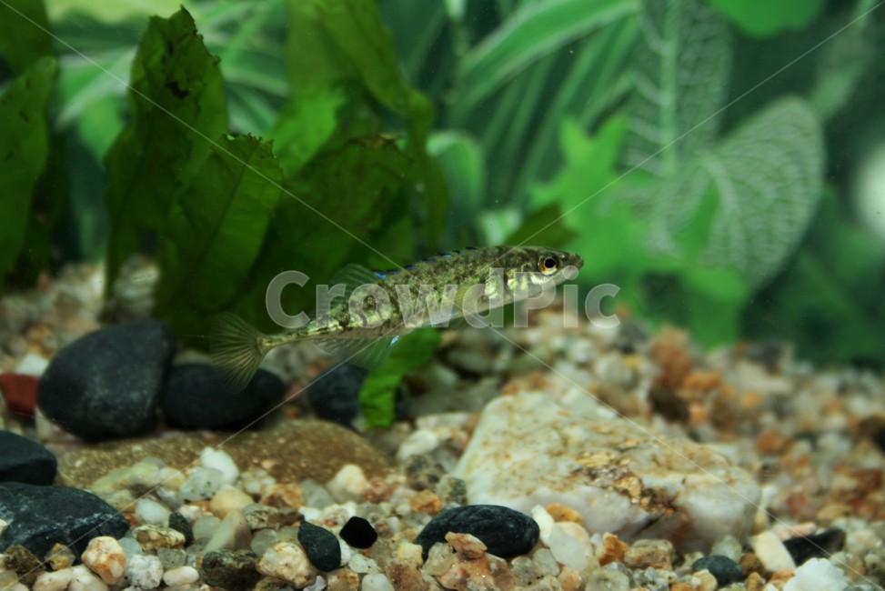 spiny fish,stickleback fish,fatherly love,freshwater fish,endangered wild animals