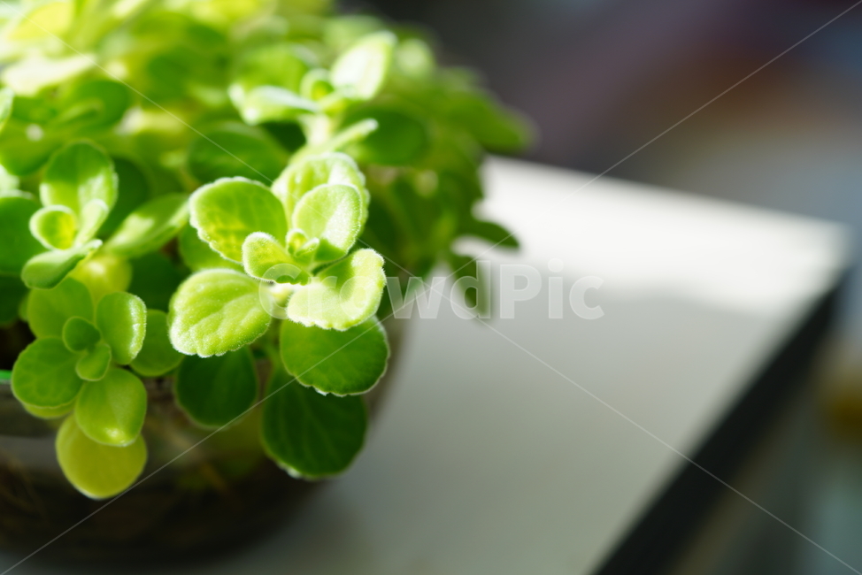 잎,식물,화분,그린,green,환경,생명,생물,감성,색감,녹색,느낌,자연,식물,자연,plants,nature
