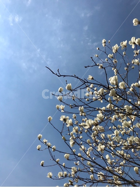목련,꽃,하늘,파랑,flower,blue,화창,magnolia,beautiful,bright,맑음,봄,spring,nature,white