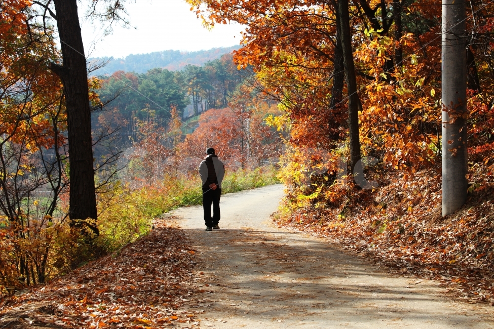 단풍,가을,하늘,풍경,가을풍경,가을길,길,가을,계절,fall,autumn,season,자연,풍경,nature,landscape,사람,인물,인간,human,person,남성,남자,man,male,고독함,외로움,쓸쓸함,우울함,슬픔,lonely,solitary,tree,나무,plant,식물,tree trunk,나무 줄기,leaf,잎