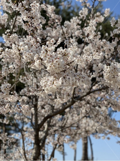 cherryblossom,벚꽃,blossom,flower,꽃,식물,plant
