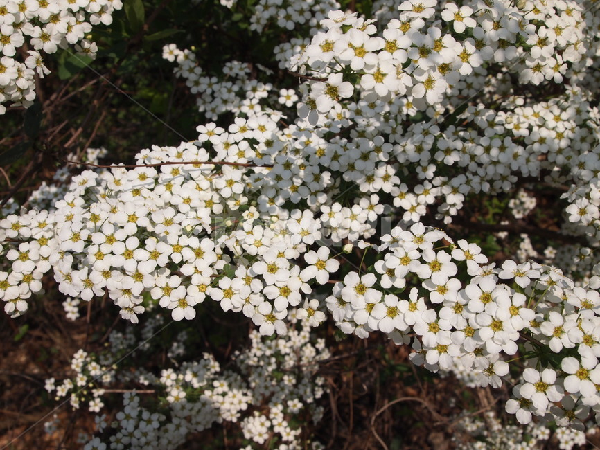 꽃,봄꽃,봄,spring,따뜻함,꽃축제,축제,봄,계절,spring,season,식물,자연,plants,nature,꽃,flower,plant,blossom,petal,꽃잎,fungus,진균류