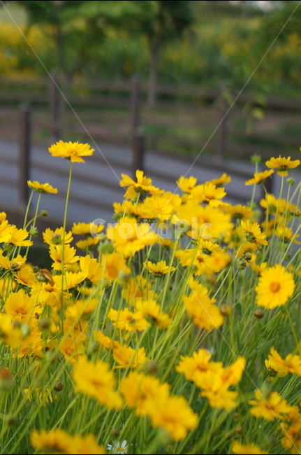금계국,노랑색,꽃,풍경,봄,맑음,식물,자연,plants,nature,꽃,flower