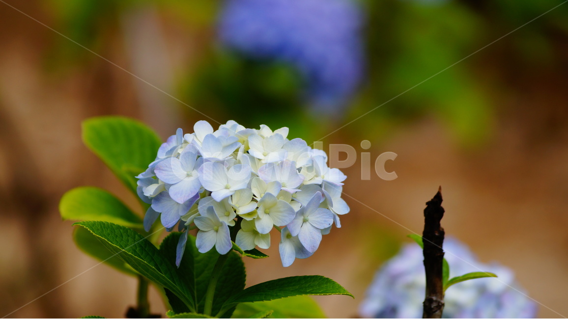 수국,꽃,꽃사진,식물,수국꽃,식물,자연,plants,nature,꽃,flower