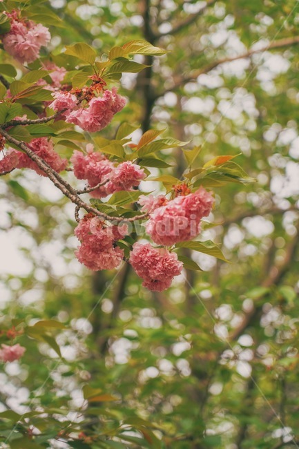 겹벚꽃,봄,flower,plant,식물,blossom,감성사진,풍경,spring,봄,계절,spring,season,식물,자연,plants,nature,꽃,flower