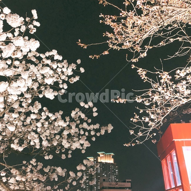 cherryblossom,벚꽃,flower,꽃,봄,YEONGRAN