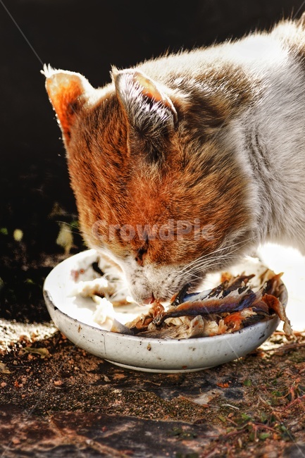 pet,animal,동물,고양이,길고양이,포유류,cat,동물,animal,포유류,mammal,고양이,cat,kitten,kitty