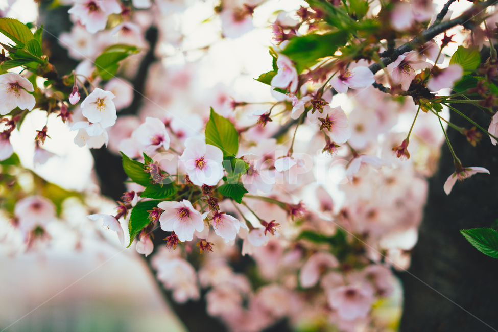 자연,풍경,꽃,벚꽃,봄,감성,봄,계절,spring,season,식물,자연,plants,nature,꽃,flower,감성,sensible,feeling,plant