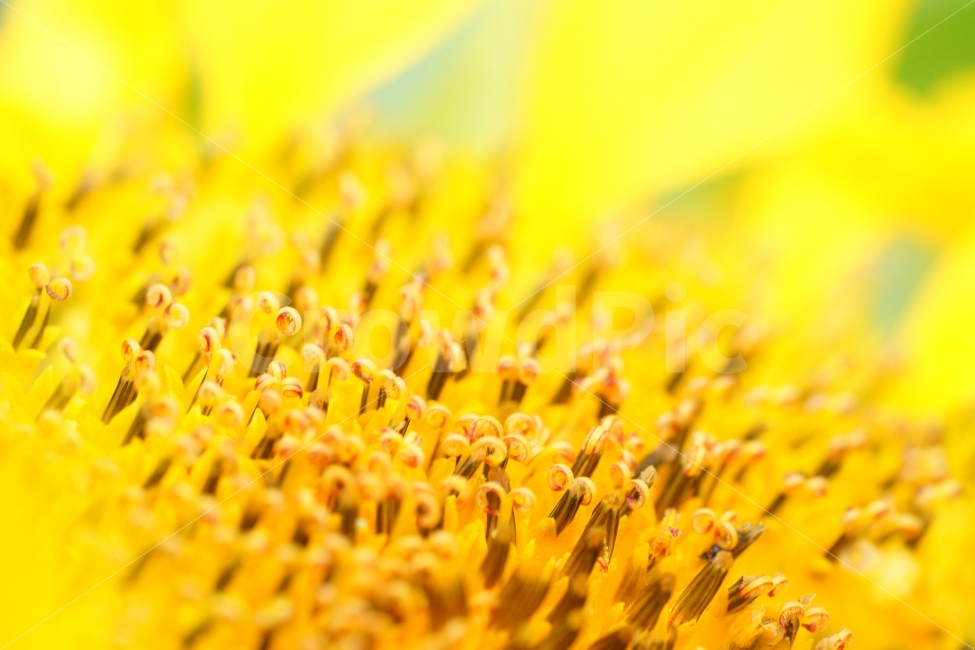 해바라기,하트,접사,노랑,꽃,감성,sensitive,flower,식물,자연,plants,nature,꽃,flower