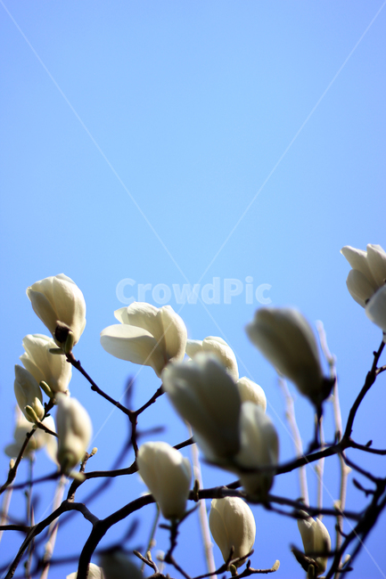 봄,목련,백목련,꽃,꽃봉오리,식물,나무,봄,계절,spring,season,식물,자연,plants,nature,꽃,flower,plant