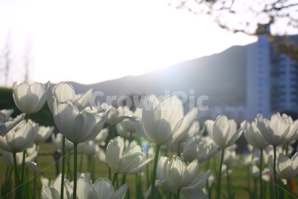 봄,꽃,튤립,연지공원,햇살,꽃말,봄,계절,spring,season,식물,자연,plants,nature,꽃,flower,휴식,힐링,rest,relaxation,healing,plant