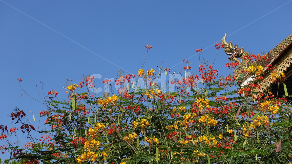 flower,tropic,plant,summer,여름,꽃,꽃송이,blossom,열대,식물,야외,outdoor,green,초록,petal,꽃잎,빨강,노랑,pink,red,yellow