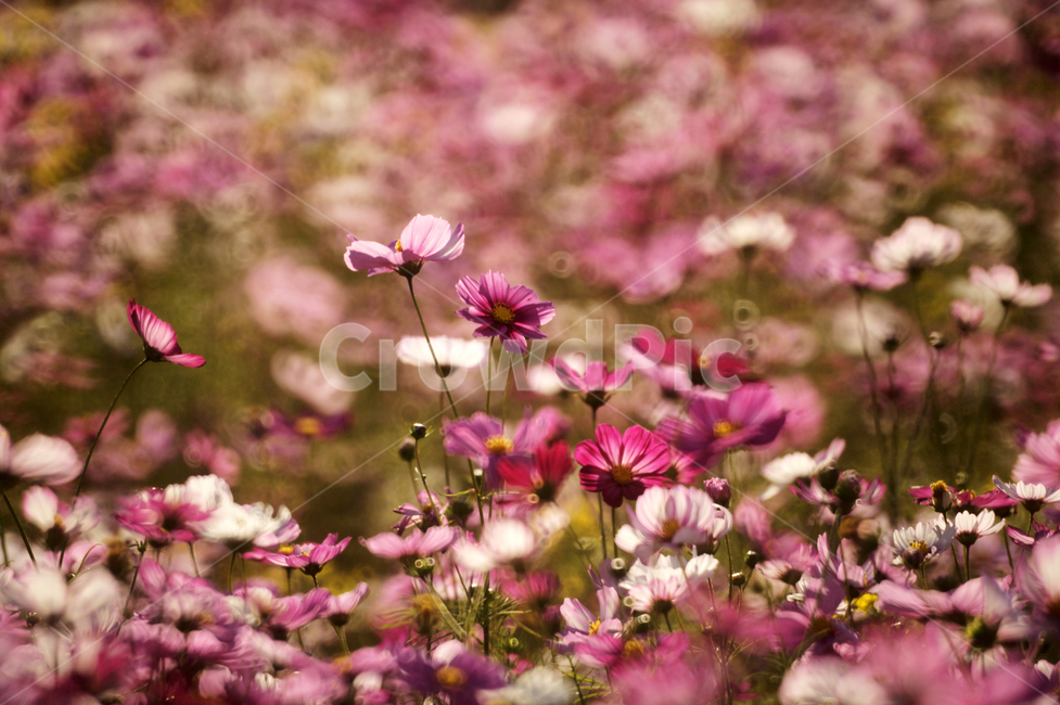 코스모스,꽃,식물,줄기,가을,자연,계절,가을,계절,fall,autumn,season,식물,자연,plants,nature,꽃,flower,plant,geranium,제라늄,blossom,petal,꽃잎