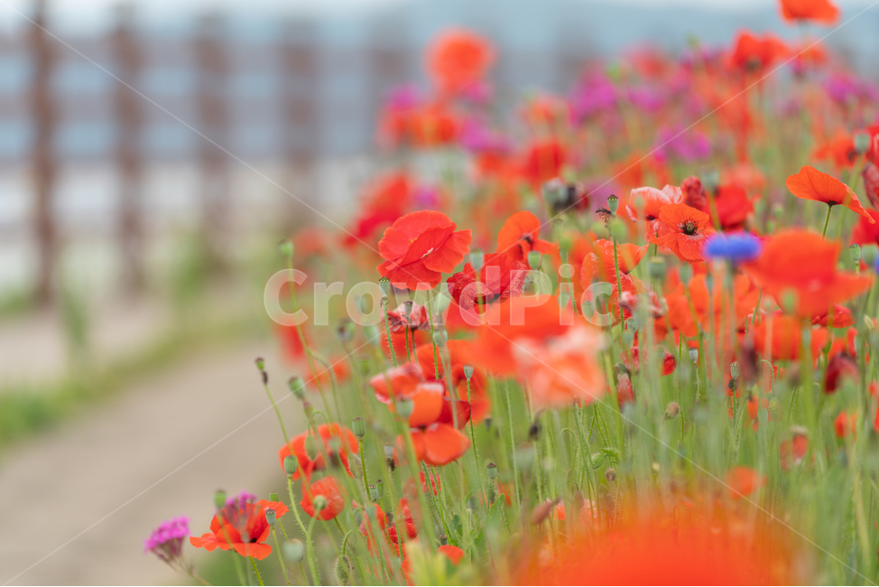 꽃,양귀비,풀,poppy,자연,flowers,natural,식물,자연,plants,nature,꽃,flower