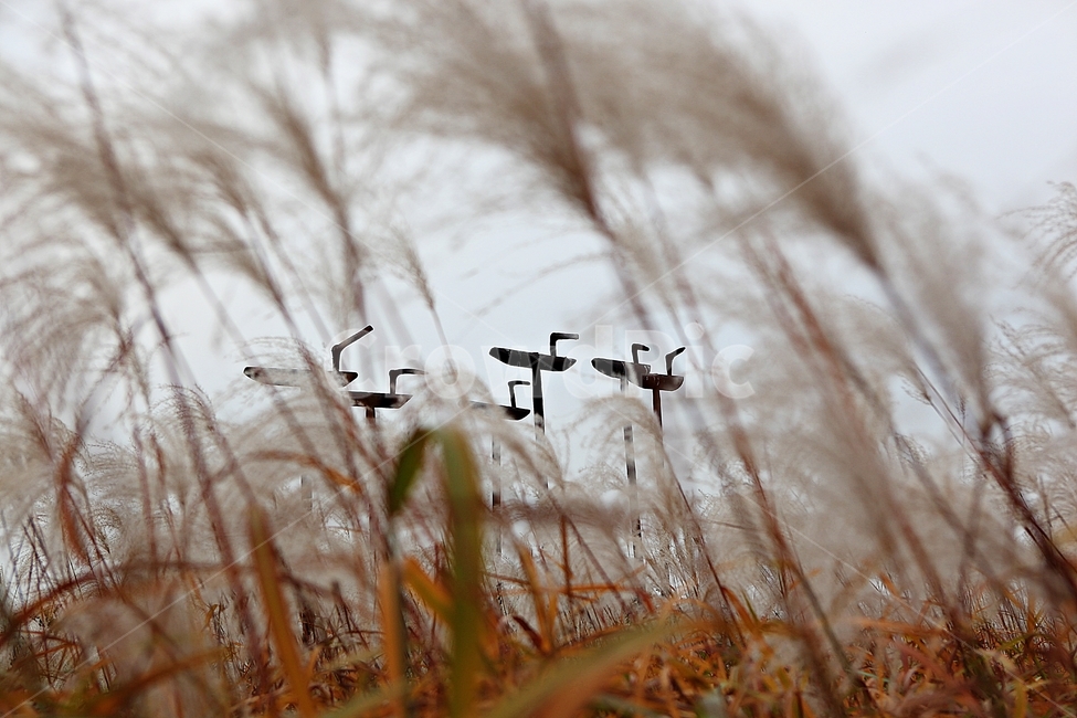 갈대,억새,잡초,식물,풍경,풀,자연,공원,하늘,흐림,가을,계절,fall,autumn,season,grass,잔디,plant,nature