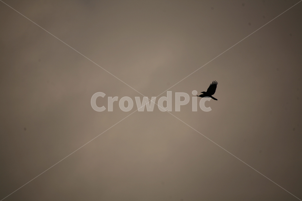 새,까마귀,동물,animal,야생동물,동물,animal,조류,새,birds