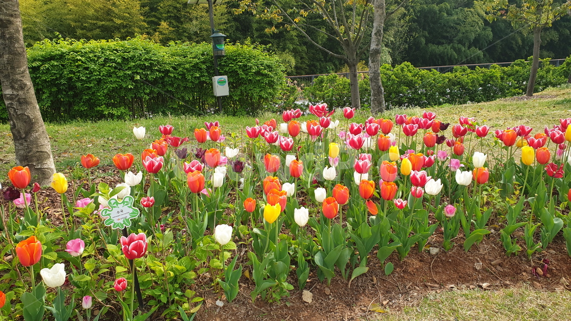순천만국가정원,튤립,국가정원,순천만정원,꽃,plant,식물