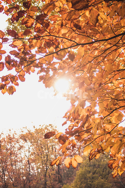 leaf,잎,plant,식물,light,빛,flare,플레어,sunlight,햇빛,tree,나무,maple,단풍,yellow,가을,계절,fall,autumn,season