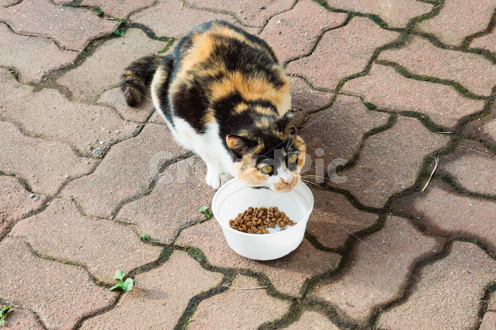고양이,캣,냥냥이,길고양이,삼색이,치즈냥,냥,cat,동물,동물,animal,포유류,mammal,고양이,cat,kitten,kitty
