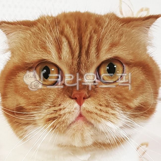 cat portrait,cat front,cat,cat eyes,stick,ID Photo,cat identification photo