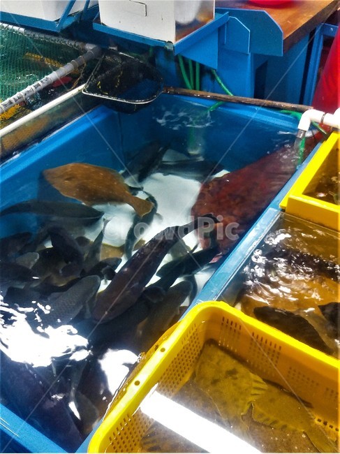 회,물고기,시장,수산물시장,fish,수산물,해산물,fishery products,seafood