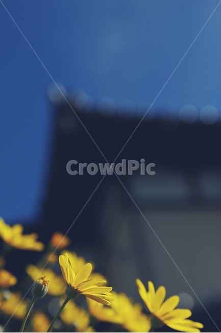 꽃,flower,노랑,yellow,길,골목,alley,봄,spring,식물,자연,plants,nature,꽃,flower,감성,sensible,feeling