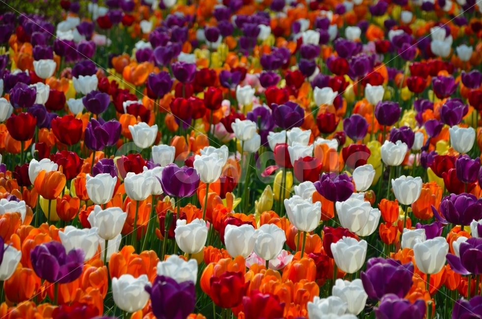 	튤립,꽃,식물,자연,순천,국제정원박람회,풍경,봄,계절,spring,season,식물,자연,plants,nature,꽃,flower,plant,blossom